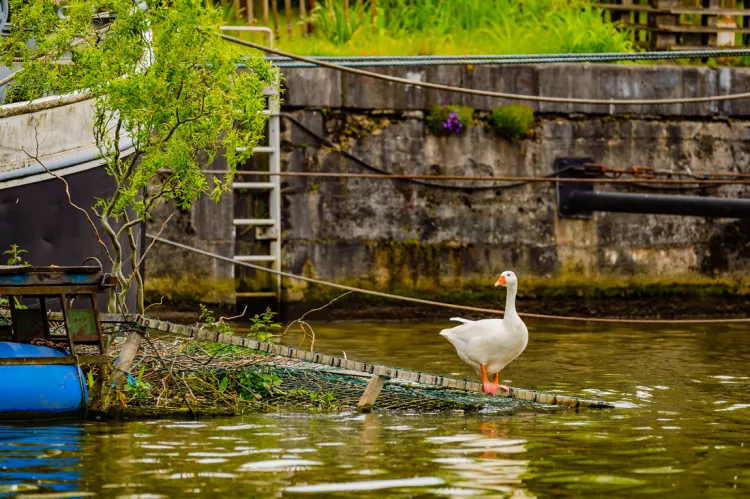 biodiversité